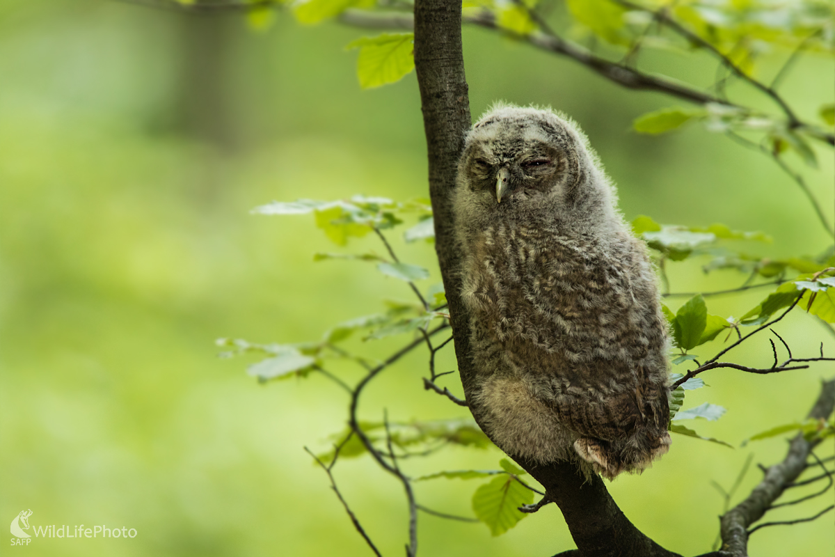 Utajená v tôni lesa (Erik Vondra)