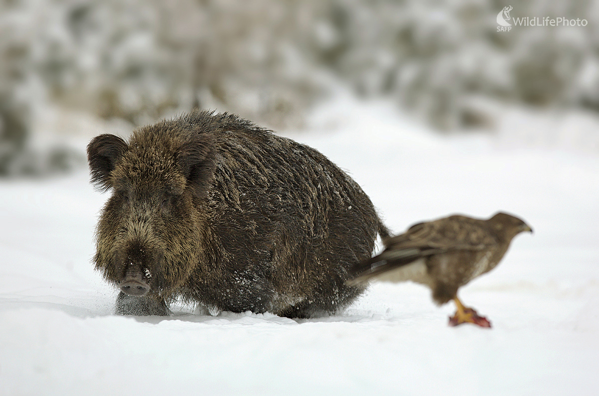 Odvážny myšiak (Dominik Kalata)