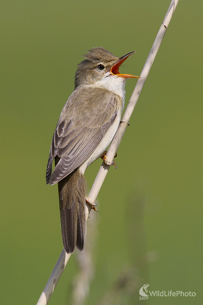 Trsteniarik obyčajný (Dominik Kalata)