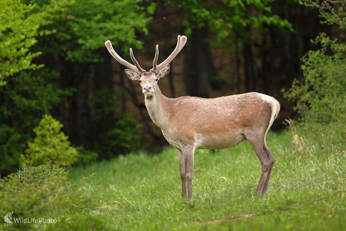 Junáčik ... (Marián Jamrich)