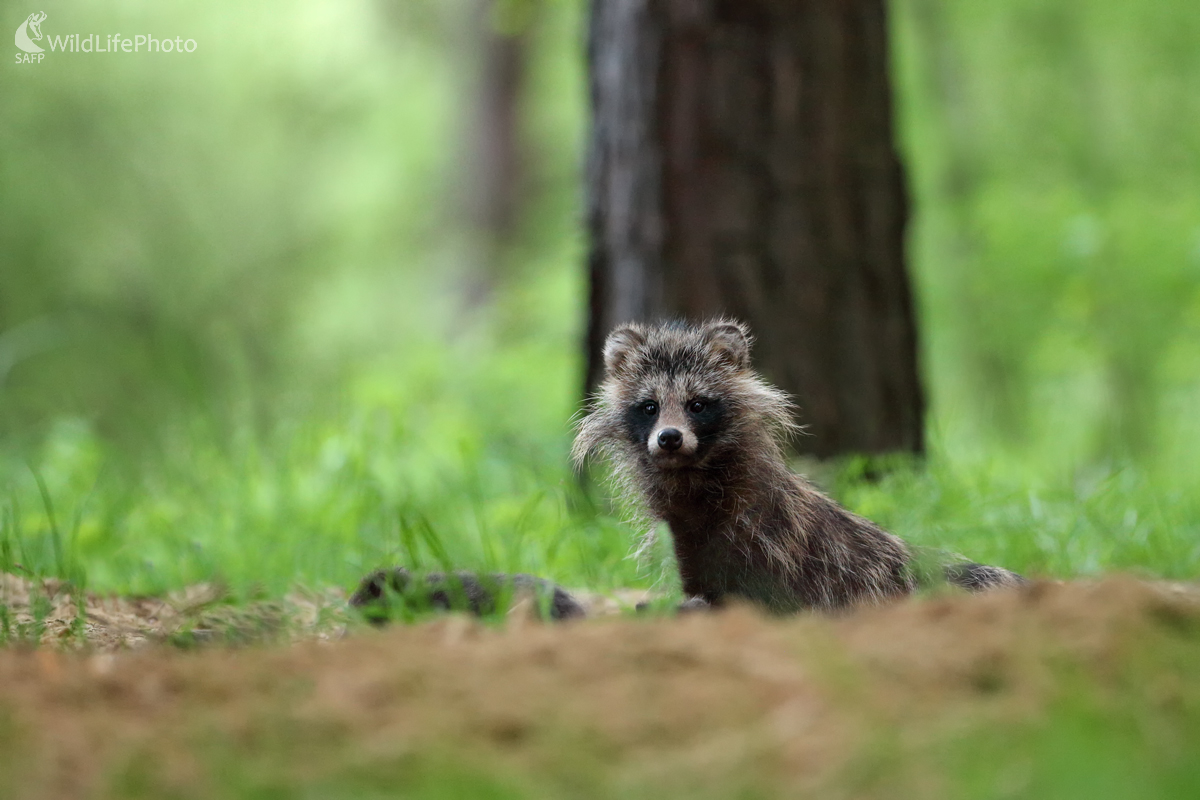 Psík medvedíkovitý (Michal Stoklasa)