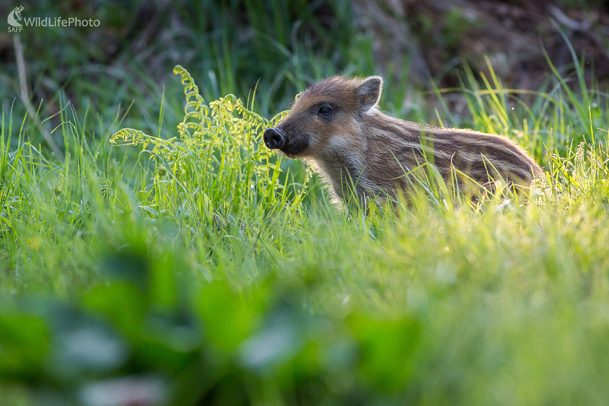 Plyšáčik v pyžame (Ladislav Dzivjak)