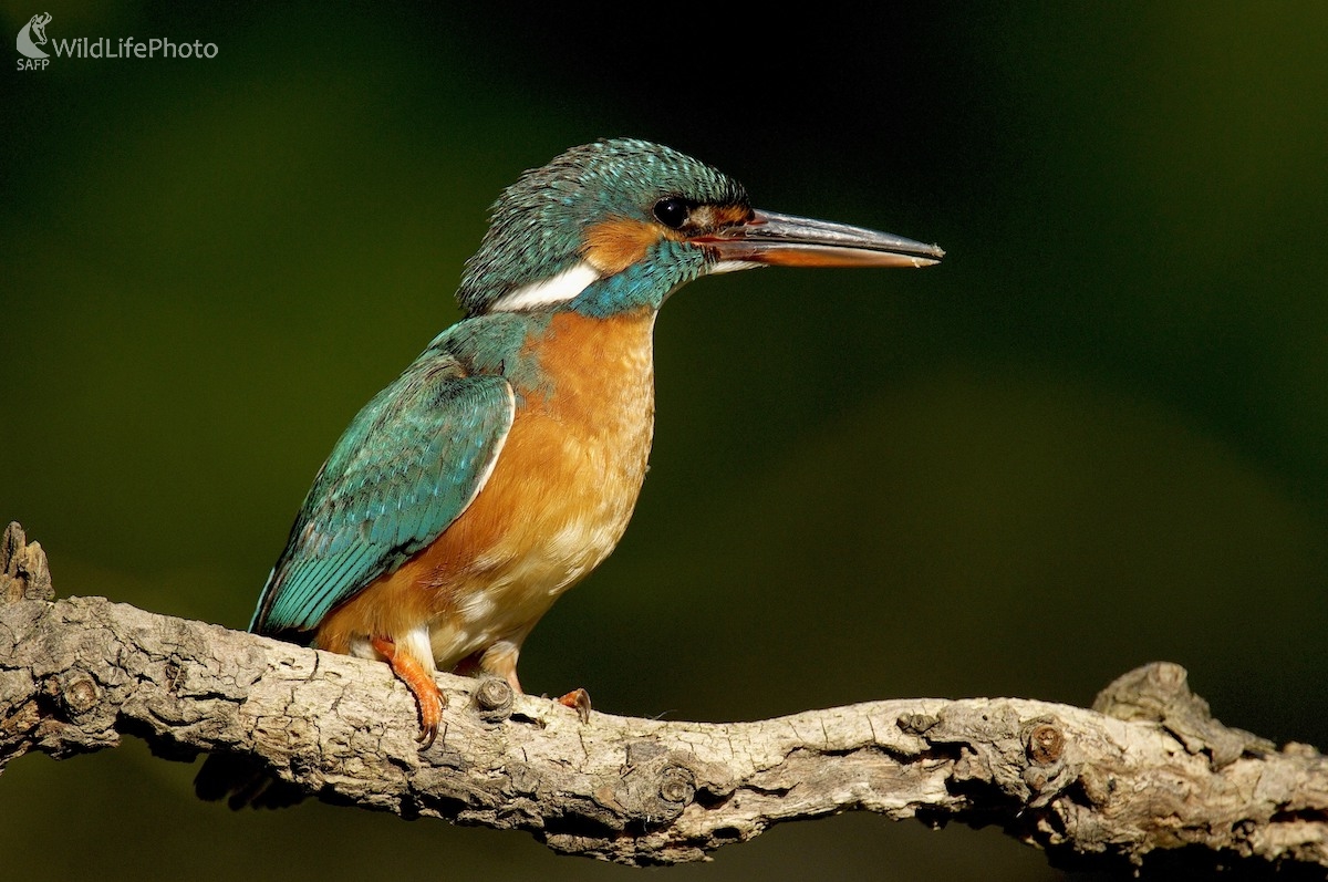 Rybárik riečny (Vladimír Sabo)