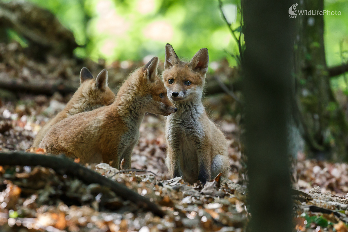 Líška hrdzavá (Vulpes vulpes) (Jaroslav Praženka)