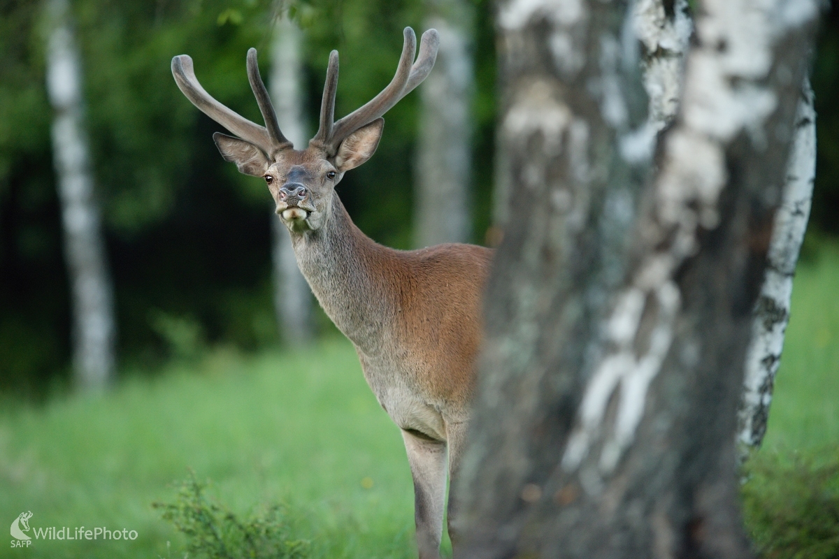 Poza bučky  (František Hromada)