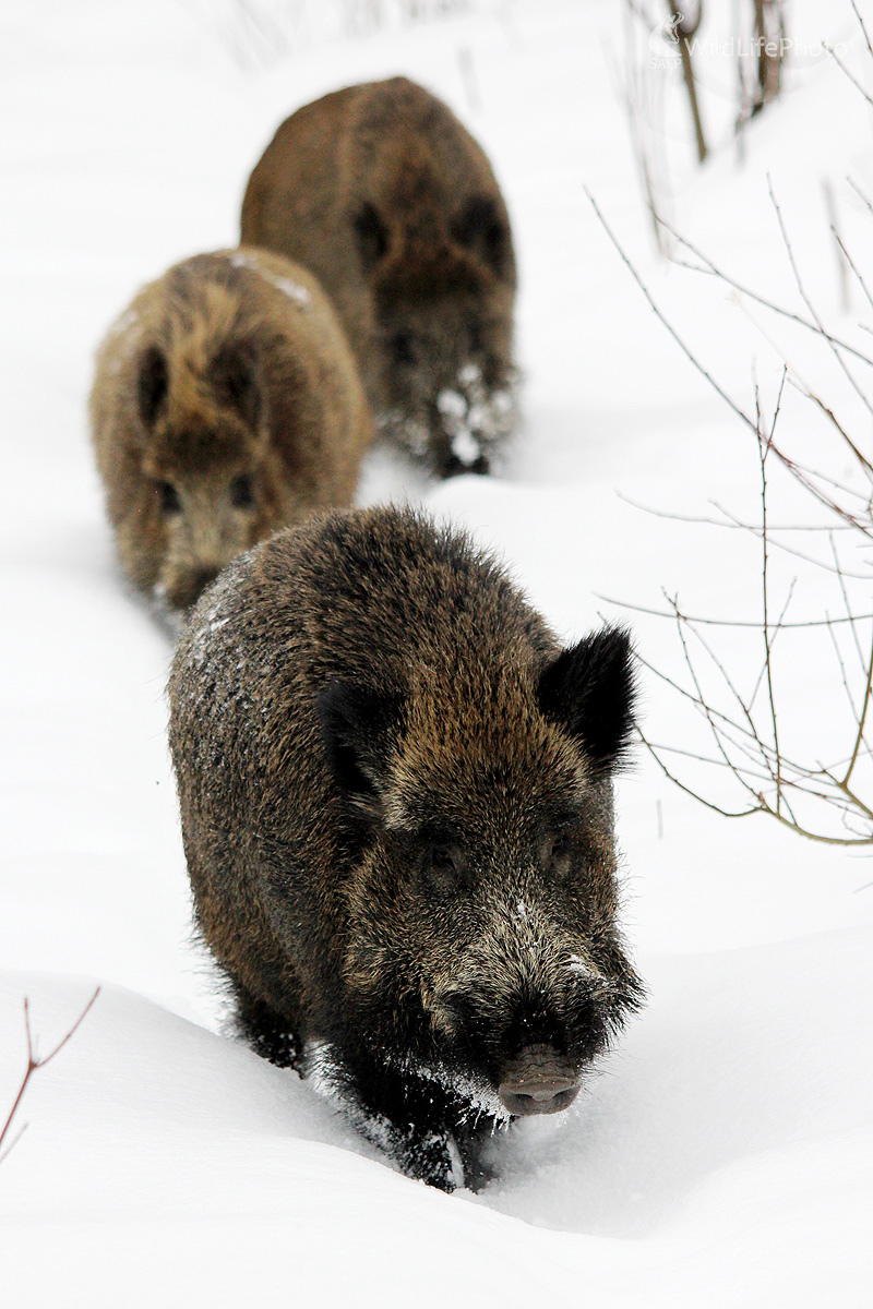 Už idú  (Pavol Bukovan)