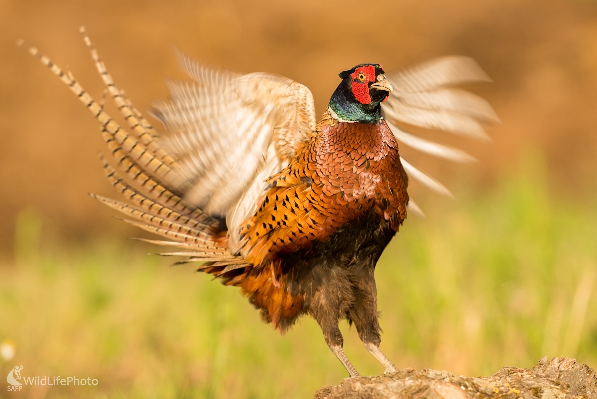 Kohút (Ľubomír Ondráško)