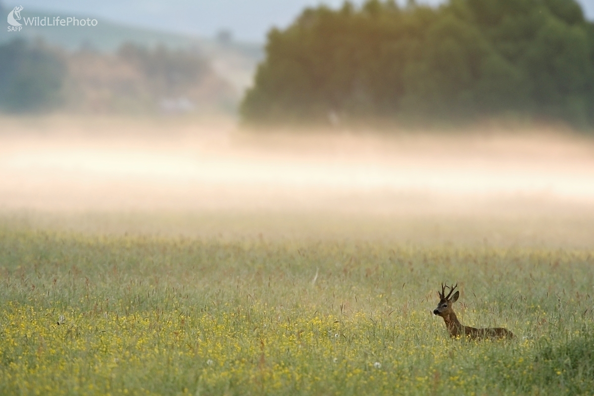 V rannej rose (František Hromada)