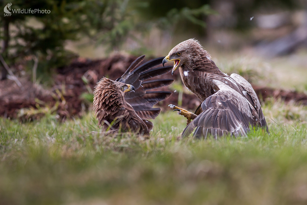 Keď sa trhá perie (Ladislav Dzivjak)