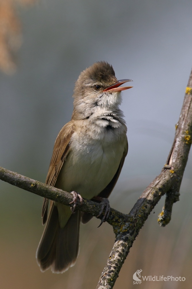 Trsteniarik veľký (Vladimír Michalec)