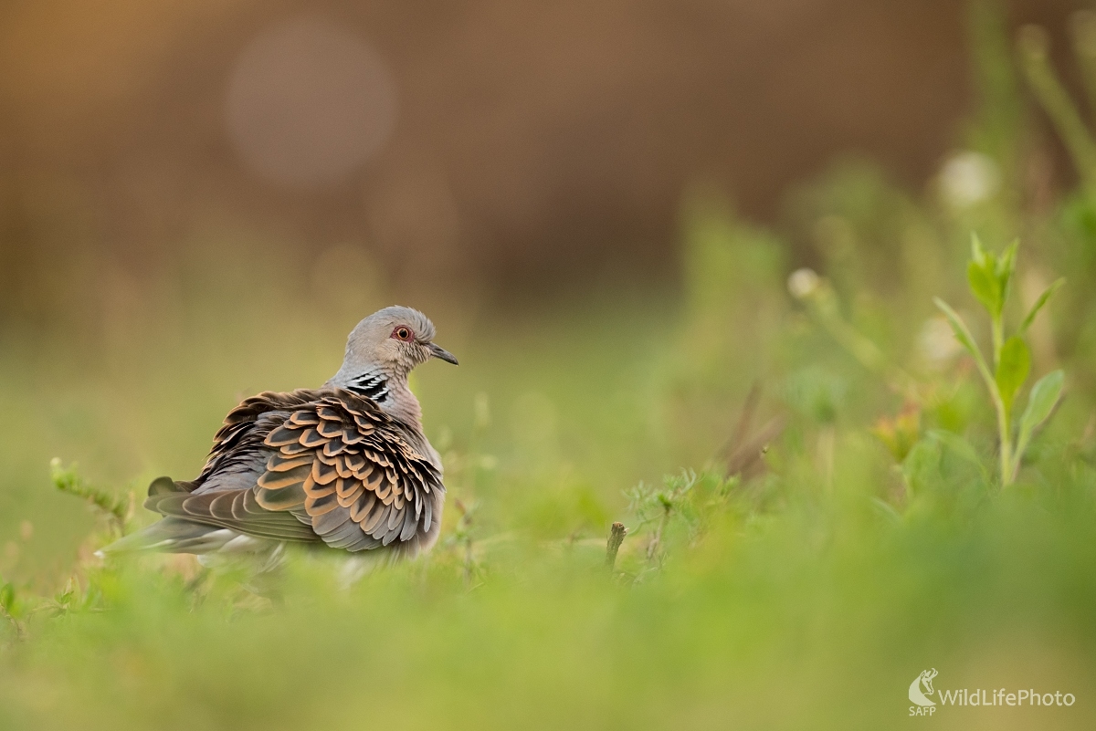 Hrdlička (Ľubomír Ondráško)