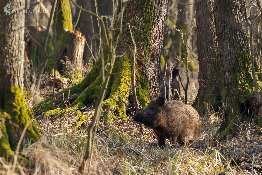 Diviak lesný (Sus scrofa) (Jaroslav Praženka)