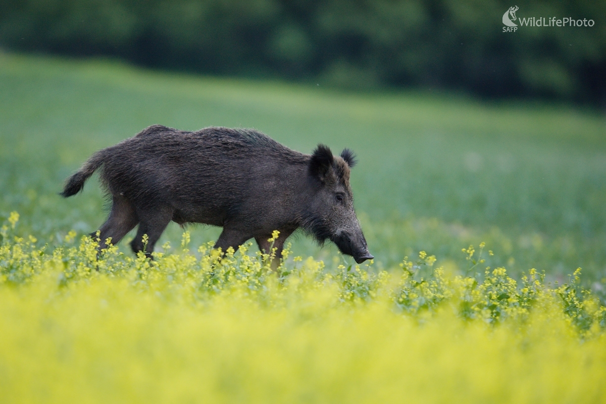V repkovom poli (František Hromada)