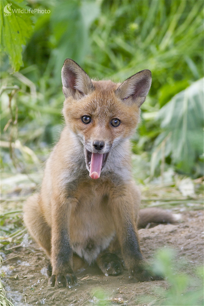 Unavené líšča (Marian Zelina)