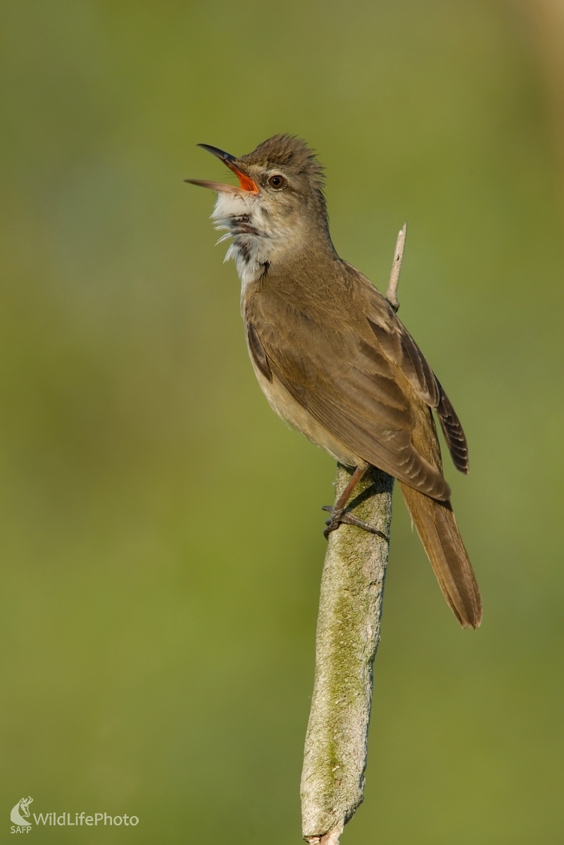 Trsteniarik (František Hromada)