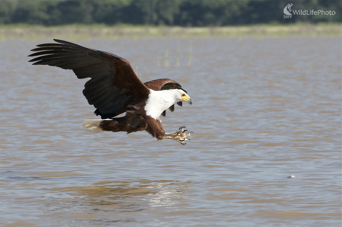 Orliak na love (Marian Zelina)