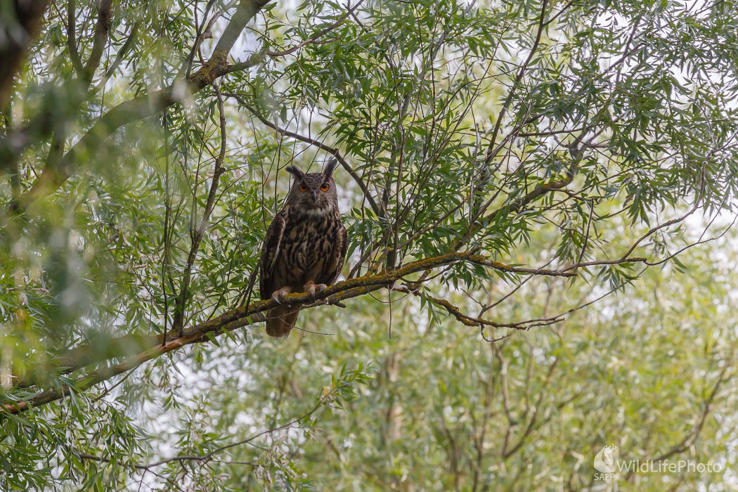 výr skalný (Bubo bubo) (Jaroslav Praženka)