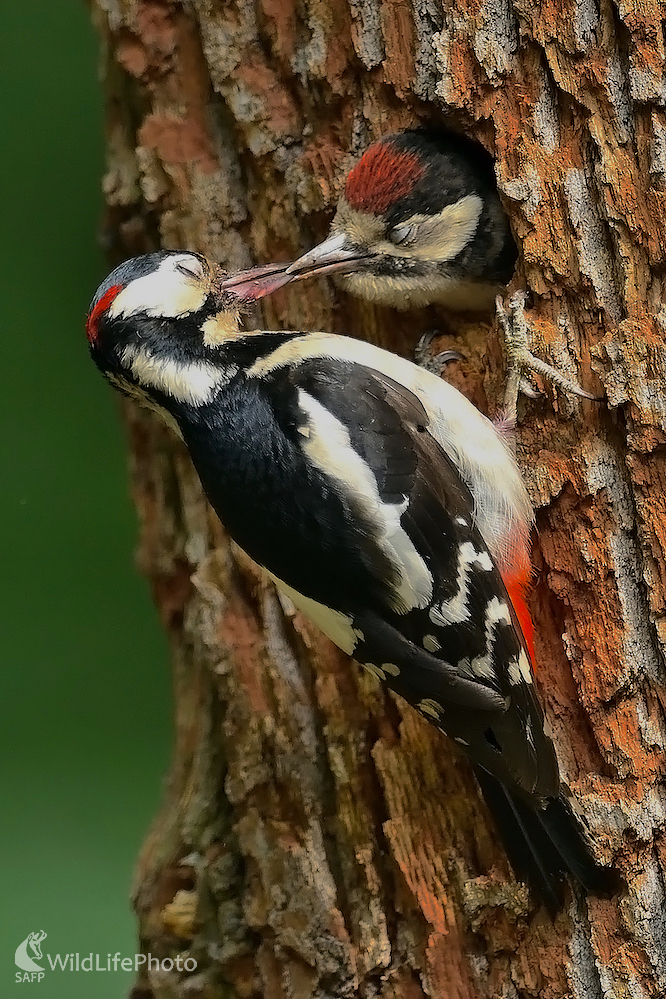 Slastný okamih... (Vladimír Sabo)