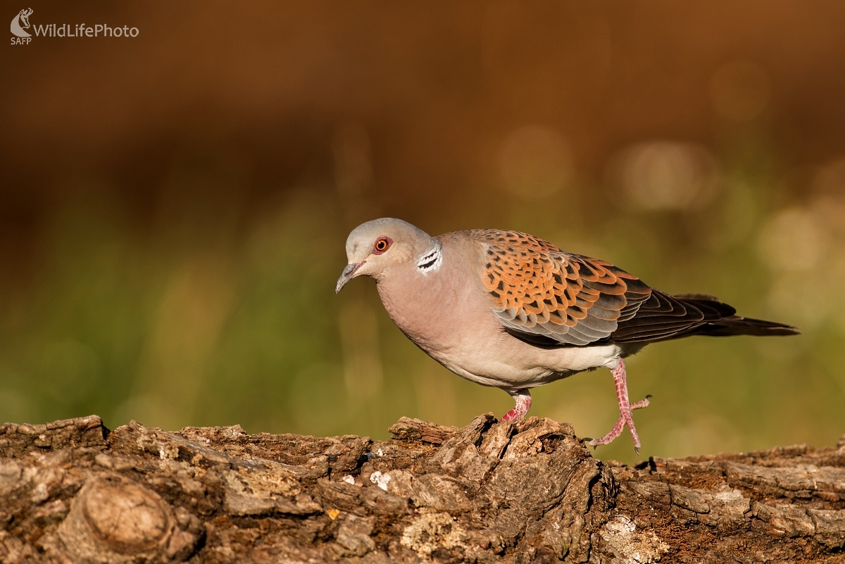 Hrdlička (Ľubomír Ondráško)