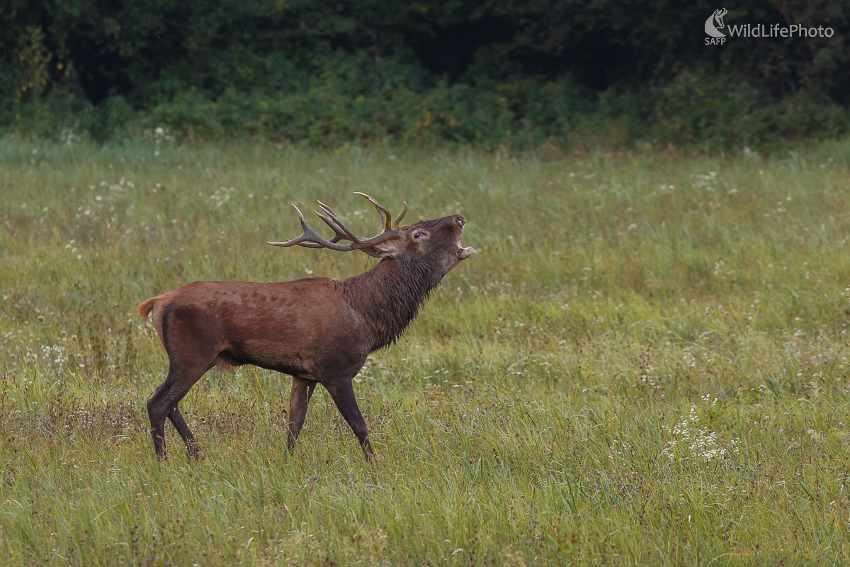 Jeleň lesný (Cervus elaphus) (Jaroslav Praženka)