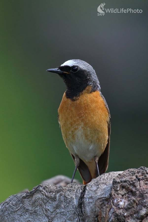 Žltochvost hôrny (Vladimír Michalec)