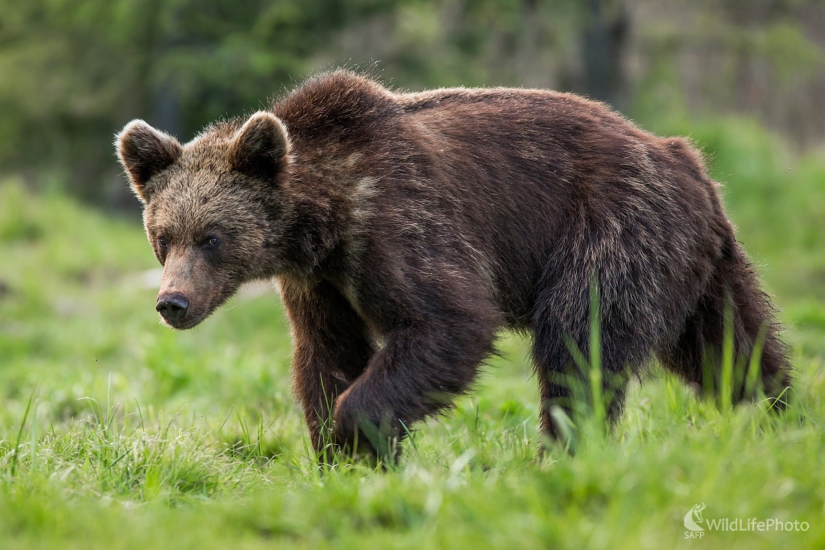 Mladík (Ladislav Dzivjak)
