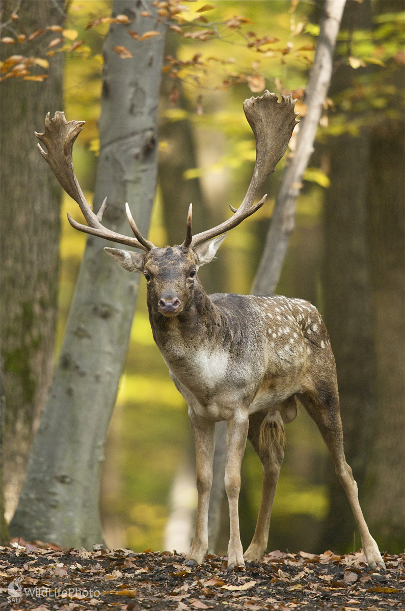 Daniel na rujovisku (Marian Zelina)