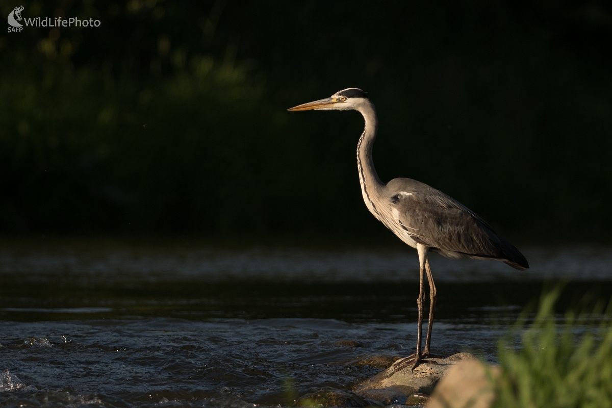 Večerná (Ľubomír Ondráško)