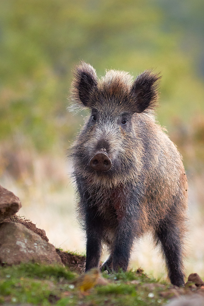 Diviačik (Ivan Teplan)