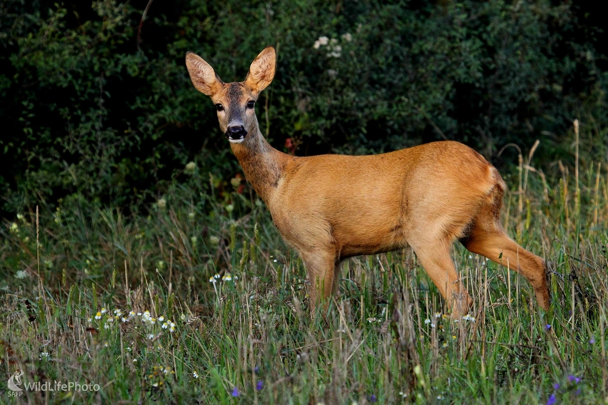 Srna (Vladimír Vician)