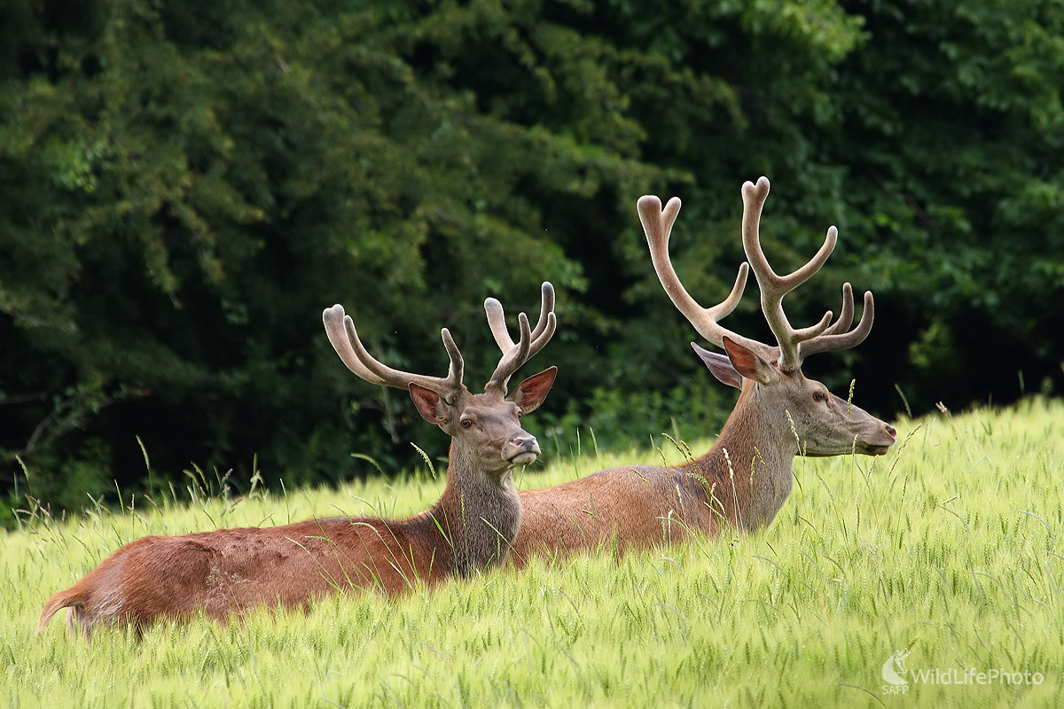lykáči (Peter Jurík)