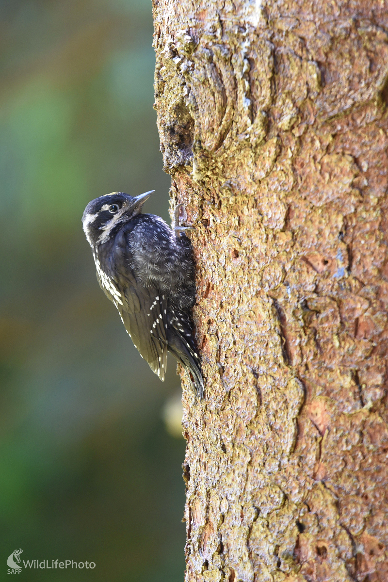 Nová generácia (Milan Čierny)