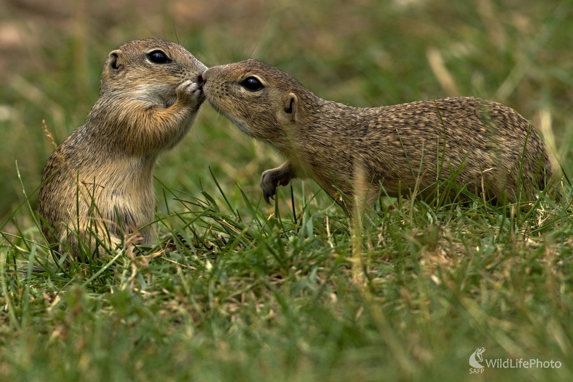 Nežný dotyk (Maroš Detko)