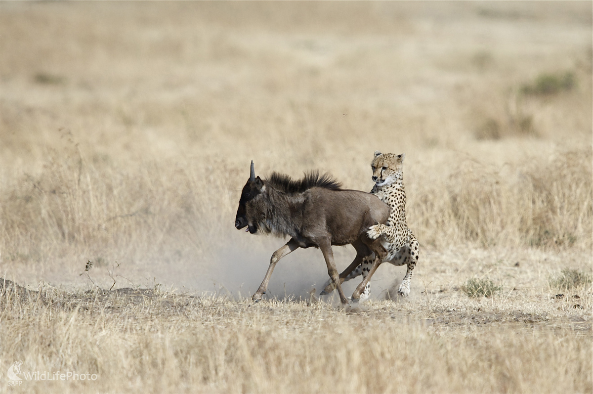 Gepardí zverák (Marian Zelina)