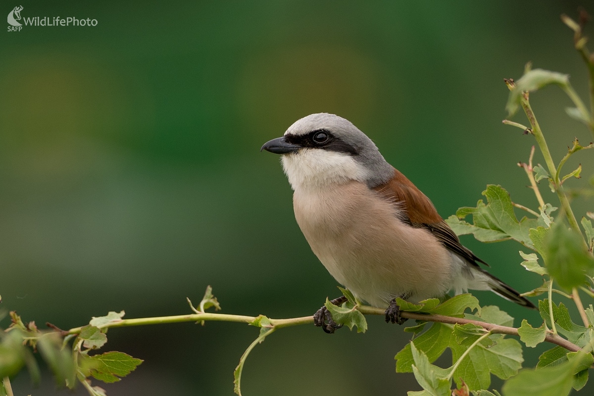 Zorro (Ľubomír Ondráško)