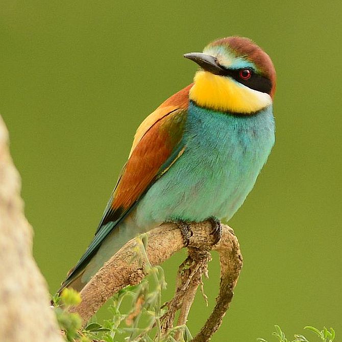 Včelárik zlatý (Jozef Žuffa)