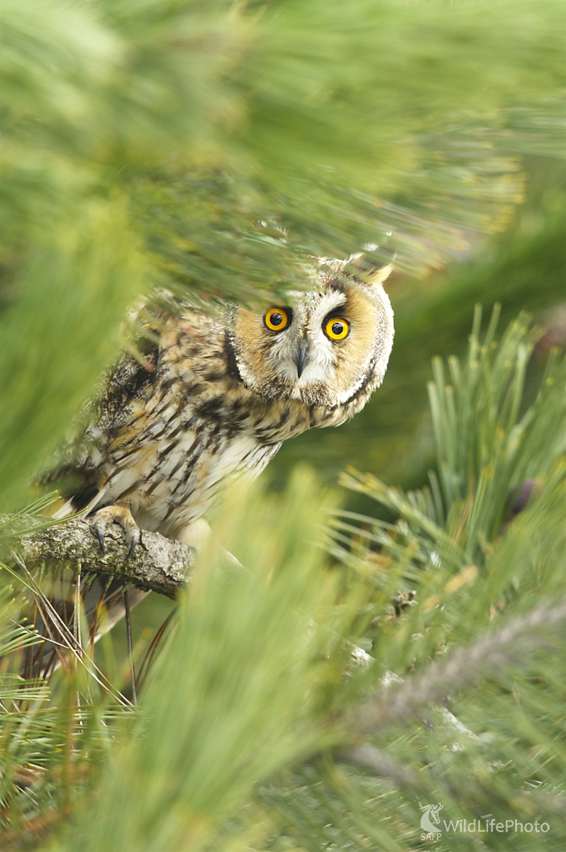 Ušiarka myšatá (Marian Zelina)