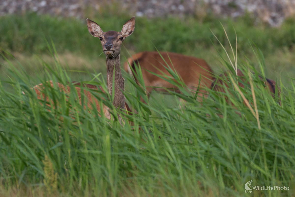 Jeleň lesný (Cervus elaphus) (Jaroslav Praženka)