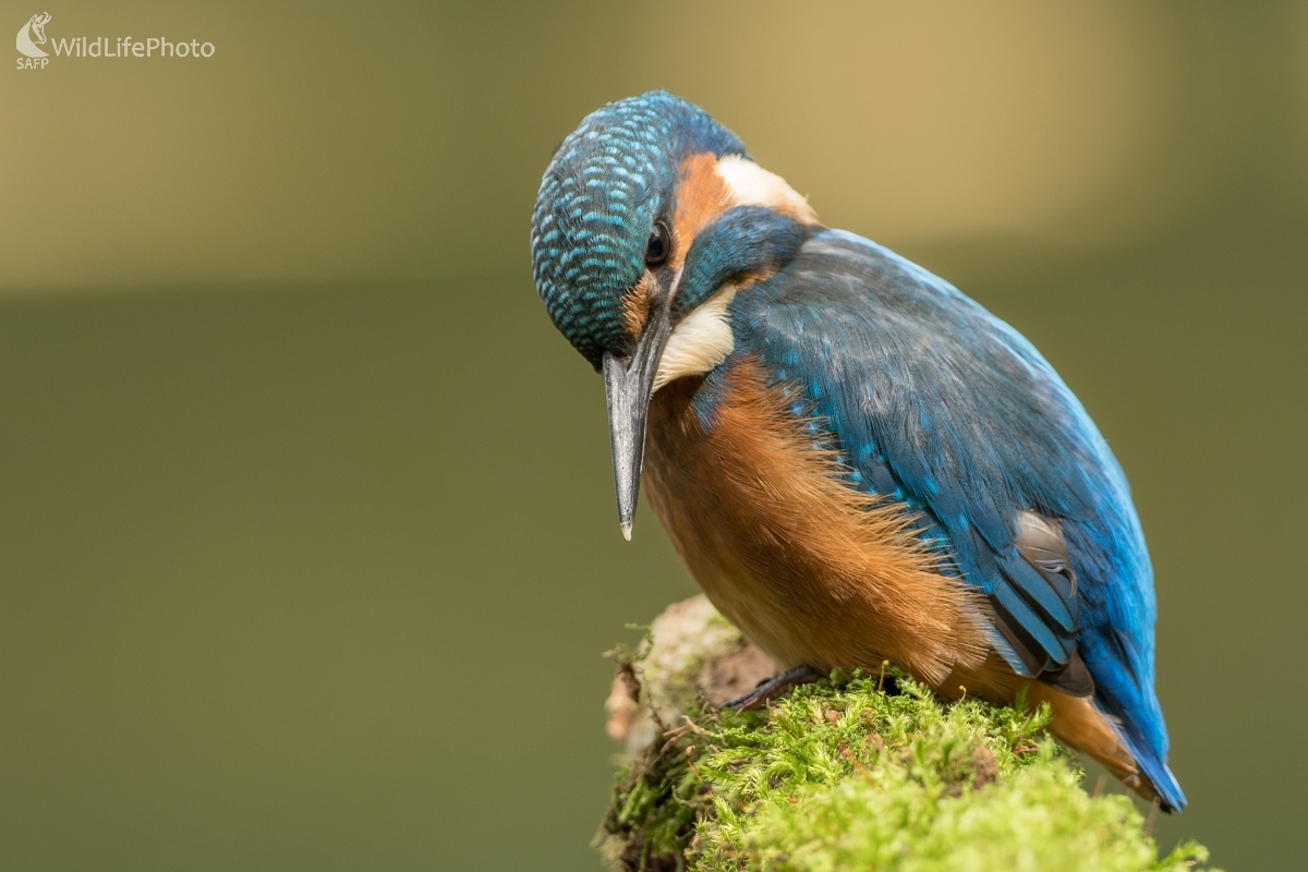 Lovec (Ľubomír Ondráško)