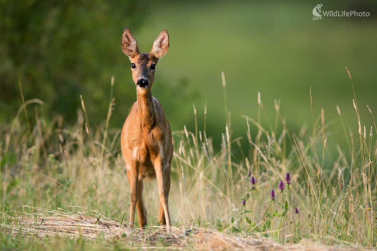 Prekvápko (František Hromada)