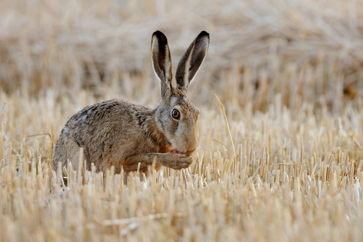 na strnisku (Ján Maderič)
