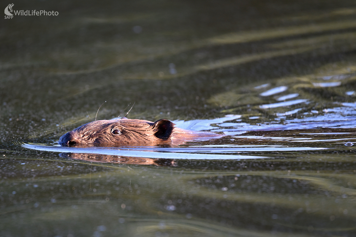 Bobor (Castor fiber) (Milan Čierny)