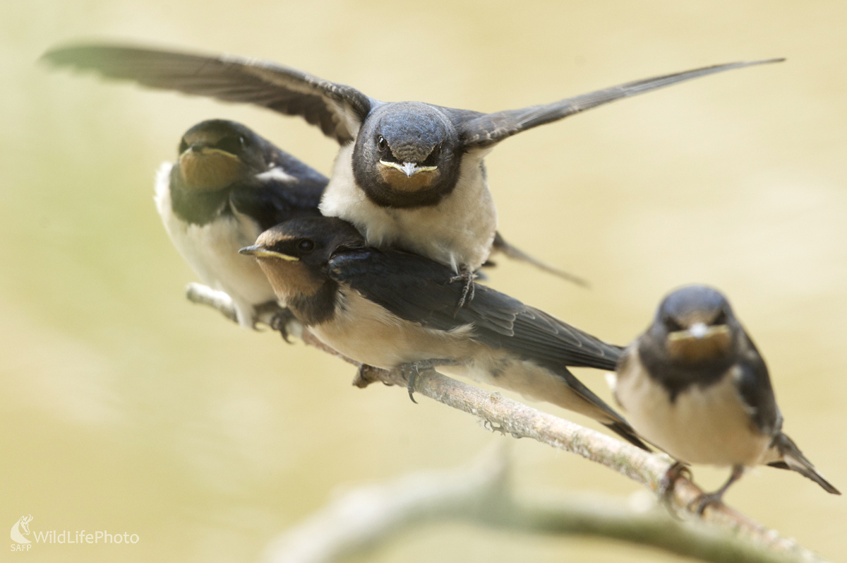 Pod krídlami lastovičky (Marian Zelina)
