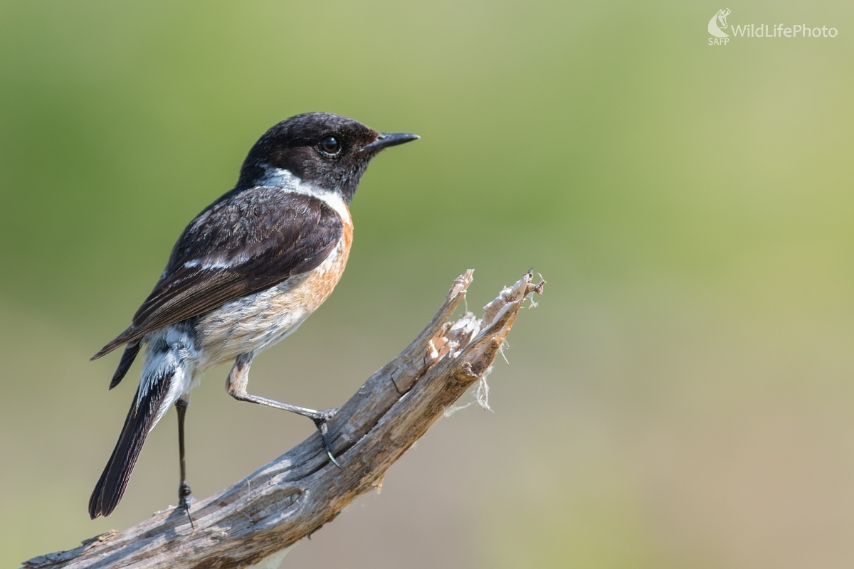 Na stráži (Ľubomír Ondráško)