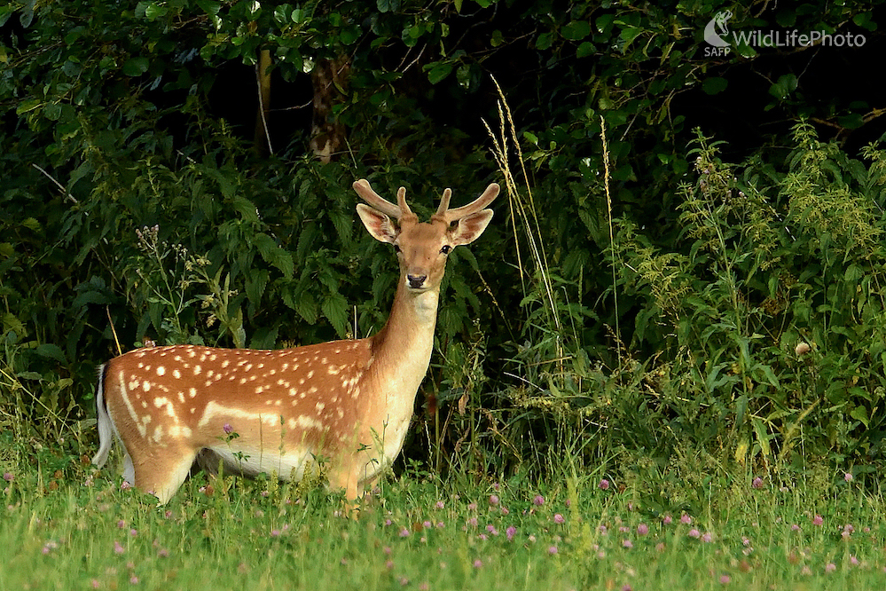 Dama dama (Vladimír Sabo)