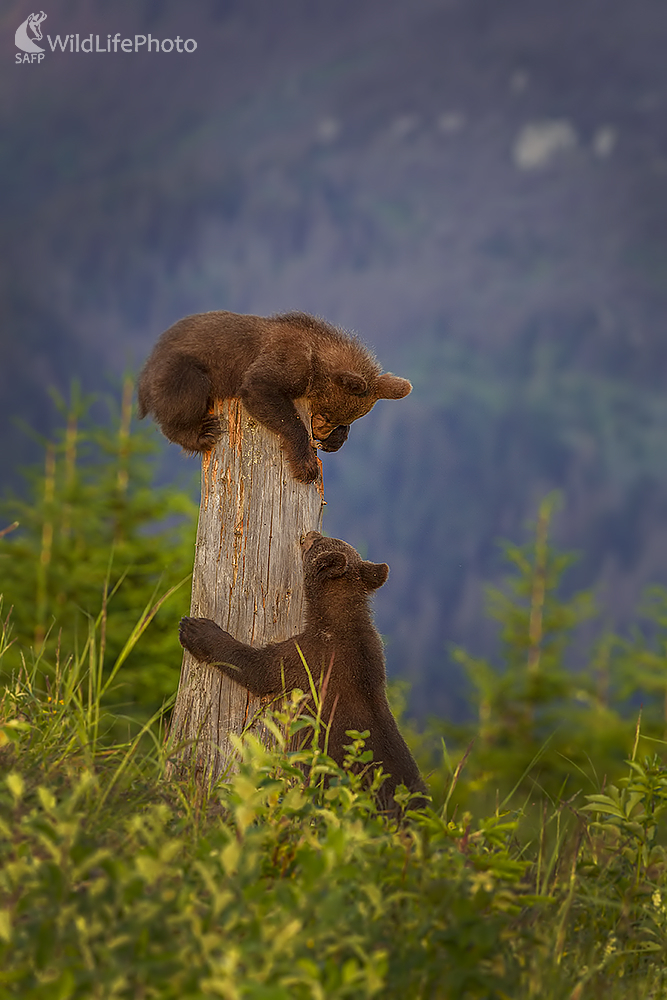 Šarvanci (Ivan Godál)