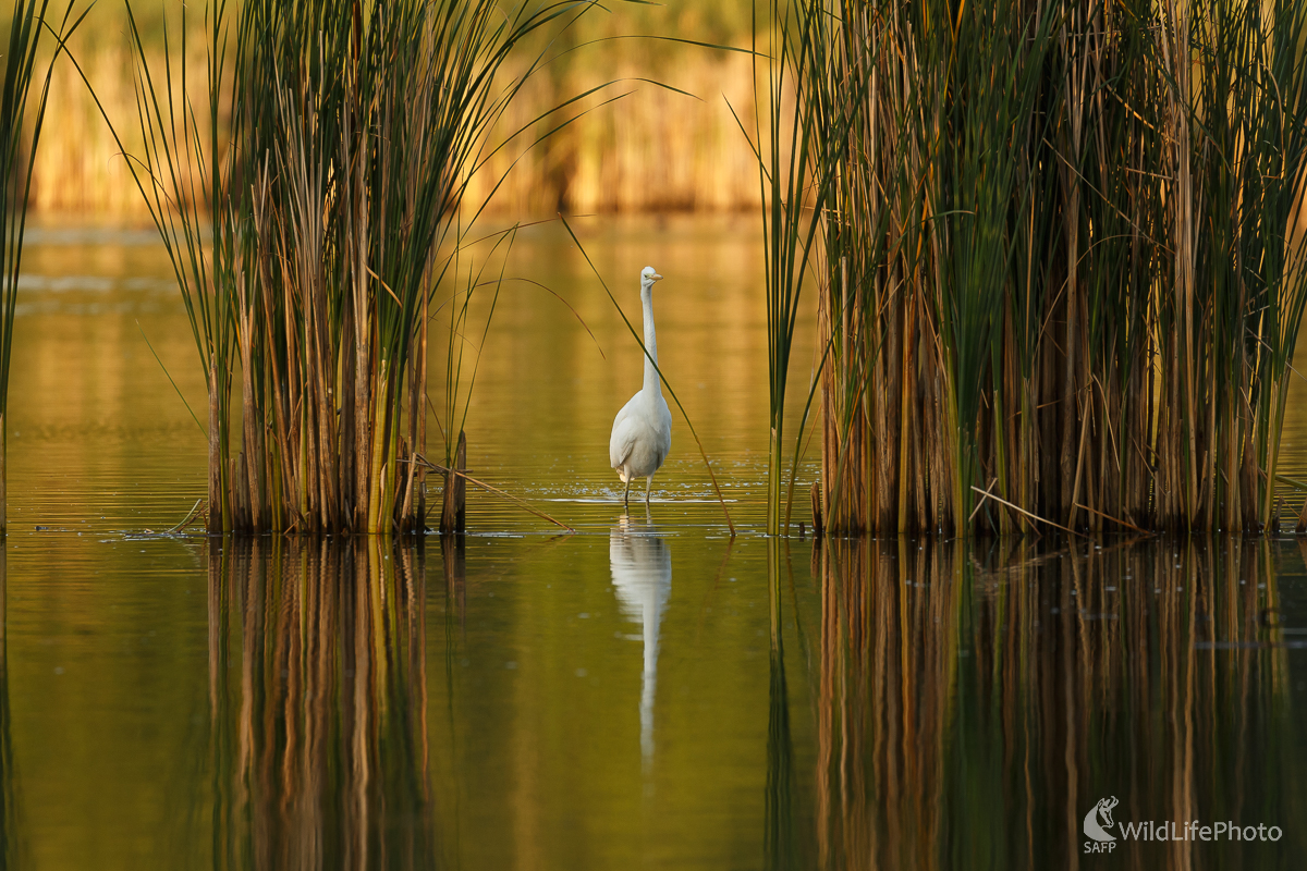 volavka biela (Egretta alba) (Jaroslav Praženka)