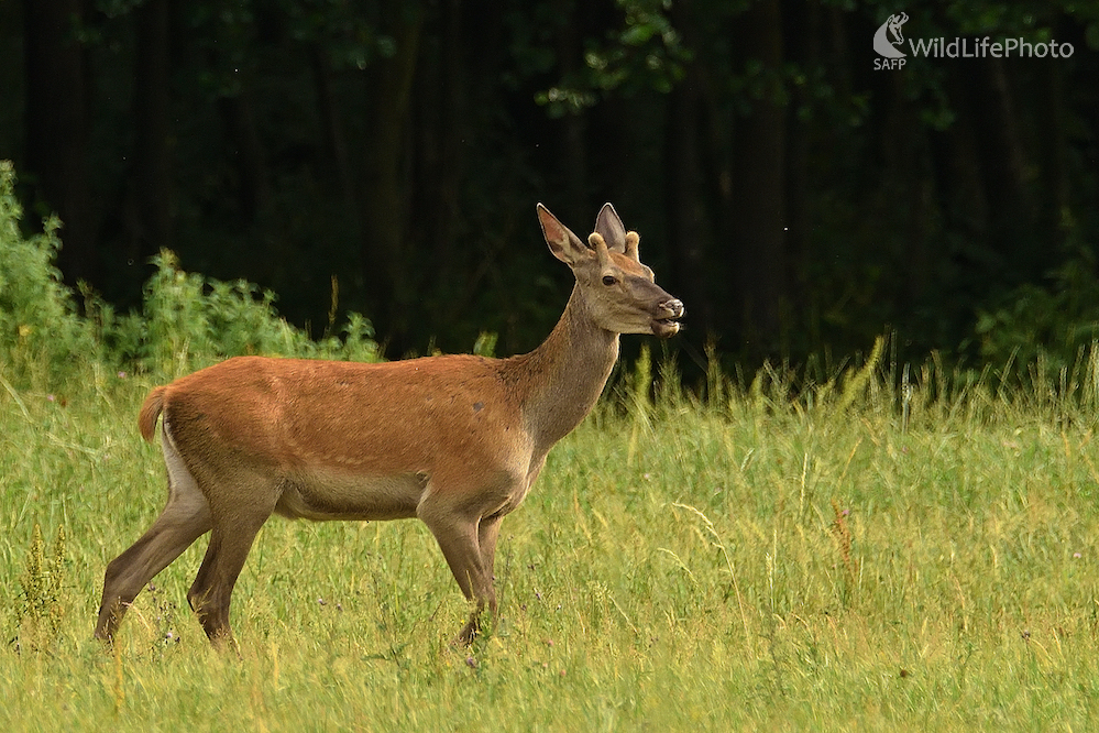 Jelienok (Vladimír Sabo)