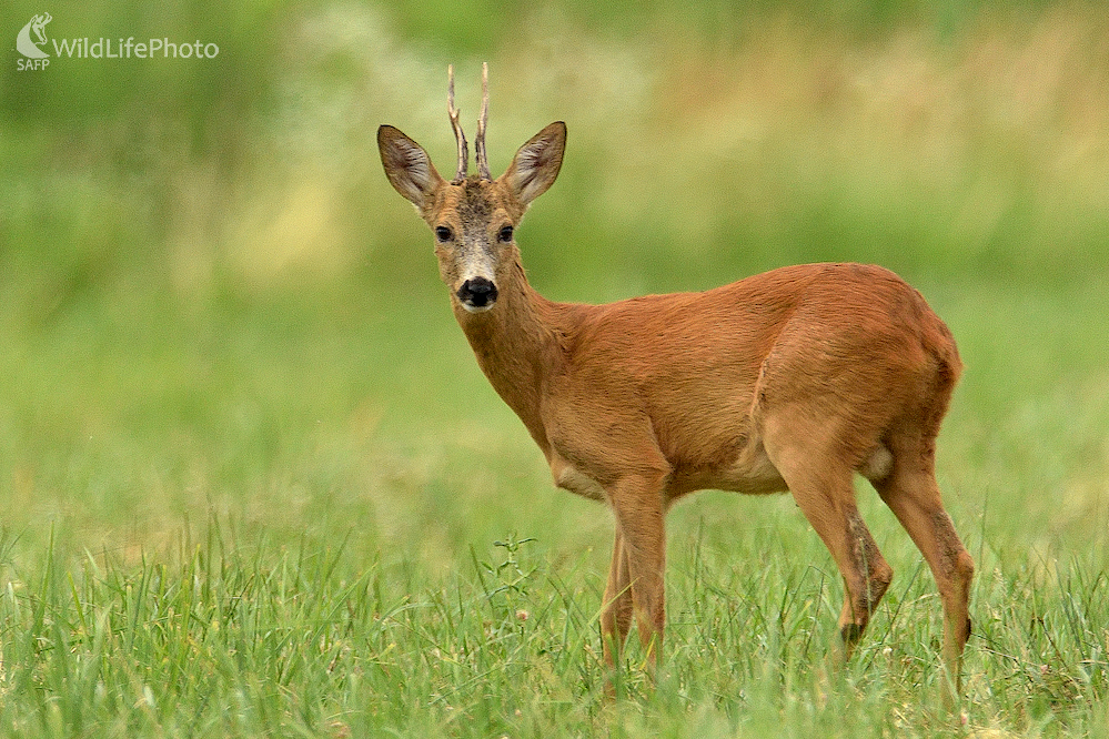 Srnec lesný (Vladimír Sabo)