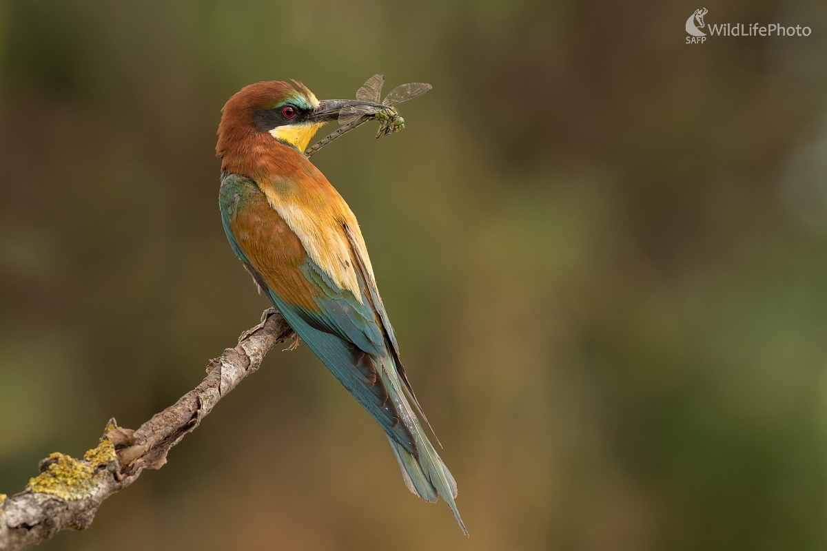 S vážkou (Ľubomír Ondráško)